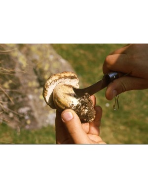 Mushroom Knife 7,5 cm Mushroom Knife 7,5 cm