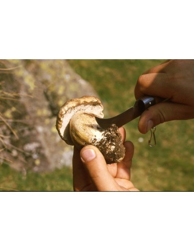 Mushroom Knife 7,5 cm