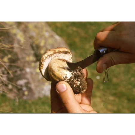 Mushroom Knife 7,5 cm