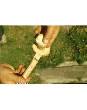 Mushroom Knife 7,5 cm Mushroom Knife 7,5 cm