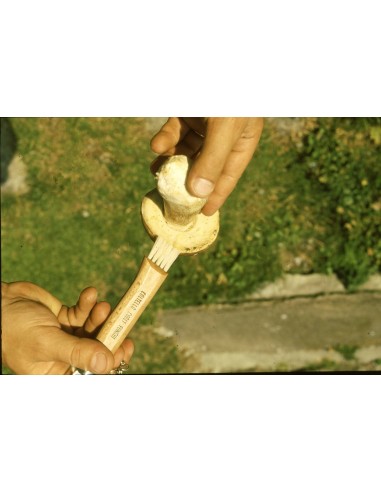 Coltello Cogli Funghi 7,5 cm