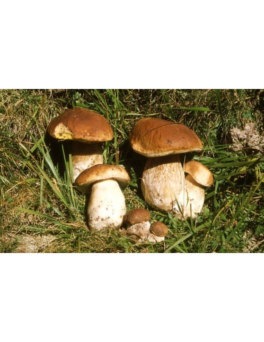 Mushroom Knife 7,5 cm