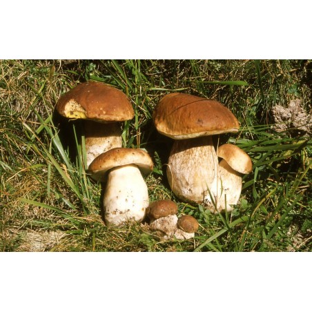 Mushroom Knife 7,5 cm