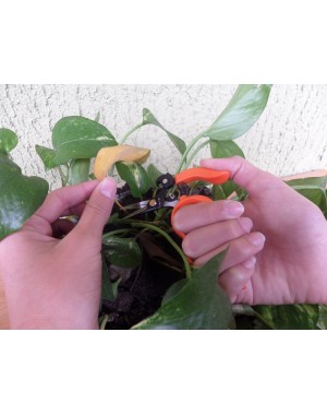 Forbici Multiuso "Dita Libere" per Giardinaggio, Bonsai, Raccolta Frutta e Verdura 12 cm