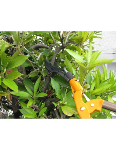 Cortarramas, Tijeras de Podar 2 Manos Nishigaki | Tenartis Shop