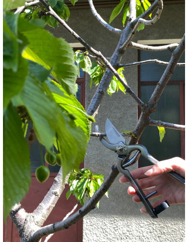 Forbici per Potatura/Cesoie da Vigna Brunite 21 cm