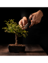 Bonsai Werkzeuge