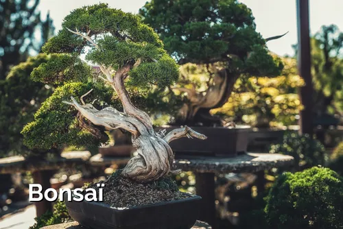 Bonsaï